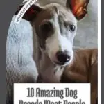 A close-up of a small dog with large ears and a light brown and white coat sitting on a couch. Text on the image reads: "10 Amazing Dog Breeds Most People Overlook&mdash;plus the downsides of dressing up dogs.