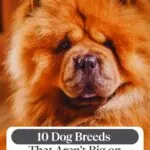 A fluffy Chow Chow dog with a thick orange coat sits indoors. Text above reads "10 Dog Breeds That Aren&rsquo;t Big on Cuddles." Discover the costs of designer dogs at the top with the website "whatcanmydogeat.com.