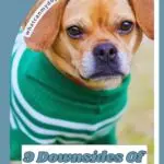 A small brown dog in a green and white striped sweater looks at the camera. Text reads: "9 Downsides of Dressing Up Dogs." Website whatcanmydogeat.com appears at the top.