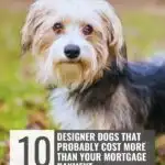 A small, fluffy dog with tan and black fur sits on grass. Text above reads, "WHATCANMYDOGEAT.COM." A box below says, "10 designer dogs whose costs of designer dogs probably exceed your mortgage payment.