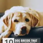 A yellow Labrador Retriever lies on a dark dog bed, looking sad. Text above reads "WHATCANMYDOGEAT.COM," and below it highlights "dog breeds that find alone time unbearable.