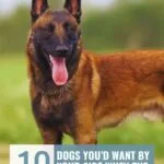 A Belgian Malinois stands alert on grass. The image headline reads: "10 Dog Breeds That Find Alone Time Unbearable By Your Side When The World Ends," with the website "whatcanmydogeat.com" at the top.