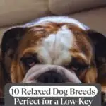 A close-up of a relaxed bulldog lying on the floor with text overlay: "10 Relaxed Dog Breeds Perfect for a Low-Key Lifestyle&mdash;ideal for those who want company, not dog breeds that find alone time unbearable.