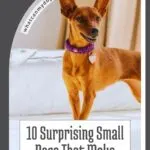 A small brown dog with large ears and a purple collar stands alert on a bed. Text reads: "10 Surprising Small Dogs That Make Great Protectors&mdash;even dog breeds that find alone time unbearable" with a curved label saying "whatcanmydogeat.com".
