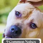 A tan dog tilts its head with a curious expression. Text at the top reads "WHATCANMYDOGEAT.COM" and at the bottom, "9 Common Noises Dog Breeds That Find Alone Time Unbearable Can&rsquo;t Stand." The background is green and blurred.