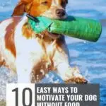 A brown and white dog runs through shallow water, carrying a green training dummy in its mouth. Text reads: "10 Easy Ways to Motivate Your Dog Without Food: alternatives to dog treats for training" and "WHATCANMYDOGEAT.COM".