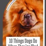 A fluffy Chow Chow dog with a serious expression is shown above the text "10 Things Dogs Do When They&rsquo;re Mad at You" on a graphic titled whatcanmydogeat.com, exploring alternatives to dog treats for training.