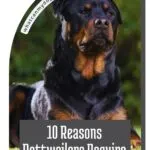 A Rottweiler sits alert on grass with a leafy background. Text overlay reads: "10 Reasons Rottweilers Require Experienced Owners" and "whatcanmydogeat.com," addressing common misconceptions about dog food and breed requirements.