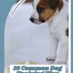 A brown and white puppy looks down at a bone-shaped treat on the floor. Text reads: "10 Common Dog Training Tips That Do More Harm Than Good&mdash;plus dog feeding habits to avoid." Website "whatcanmydogeat.com" is at the top.