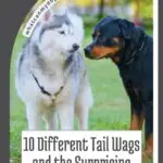 A fluffy white and gray dog and a black and brown dog face each other on grass, with text overlay: "10 Different Tail Wags and the Surprising Messages They Send&mdash;plus dog feeding habits to avoid.