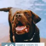 A happy, sweet-tempered dog stands near a pool, mouth open and tongue out. Text at the top reads “WHATCANMYDOGEAT.COM,” and a banner at the bottom says, “10 Simple steps to keep sweet-tempered dogs for kids safe every day.”.
