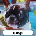 A French Bulldog with a concerned expression is held over water, wearing a yellow life jacket. Text above reads, &ldquo;11 Dogs That Hate Water and Refuse To Get Their Paws Wet.&rdquo;.