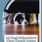 A black and white dog lies under a couch, looking up with sad eyes. Text on the image reads: "10 Dog Behaviors That Could Mean Something’s Wrong—even in dogs that aren’t easy pets.