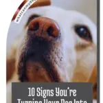 A close-up of a dog's nose and face with the text "10 Signs You're Turning Your Dog Into a Little Tyrant" overlaid at the bottom. At the top, "whatcanmydogeat.com" suggests alternatives to dog treats for training.