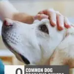 A person gently pets a yellow dog&rsquo;s head. The image features the text: "WHATCANMYDOGEAT.COM. 9 common problems with dogs that aren't easy pets owners fail to catch early.
