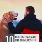 A man in a red and black jacket lovingly pets a golden retriever outdoors at sunset. Text reads: "10 dogs for mental health support that make the most devoted companions" and "whatcanmydogeat.com" at the top.