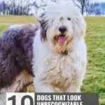 A large, fluffy dog with long, shaggy white and gray fur stands on grass. Text reads: &ldquo;10 dogs that look unrecognizable once they&rsquo;re fully grown&mdash;including great dogs for mental health support.&rdquo; Website: whatcanmydogeat.com.
