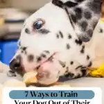 A Dalmatian with black spots reaches for food on a table, about to eat it. Text reads: "Train your dog in a weekend: 7 Ways to Stop Food Stealing" and "whatcanmydogeat.com".