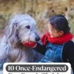 A young girl wearing glasses, a red scarf, and gloves sits outdoors, gently touching the face of a large, shaggy grey dog. Text on the image reads: "10 Once-Endangered Dog Breeds Thriving Again Today&mdash;train your dog in a weekend.