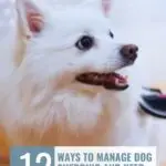 A fluffy white dog looking to the side with its mouth slightly open. Text reads: "12 ways to manage dog shedding, keep your house clean, and reduce dog stress during car rides." Website: whatcanmydogeat.com.