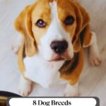 A beagle with brown, black, and white fur looks up with wide eyes next to a bowl of dog food. The image includes text: "8 Dog Breeds That Stay Small, Cute and Full of Energy&mdash;not just big dogs with soft personalities!.