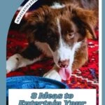 A brown and white dog lies on a red patterned rug, looking at a blue toy. Text reads: "8 Ideas to Entertain Your Dog When You're Working All Day." Learn tips to reduce dog stress during car rides. A curved label says "whatcanmydogeat.com.