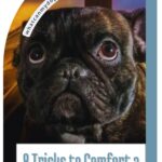A close-up of a worried-looking dark-colored French Bulldog with wide eyes. Text reads: "8 Tricks to Comfort a Dog Scared of Storms—helpful for big dogs with soft personalities too." The website "whatcanmydogeat.com" appears at the top.