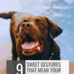 A happy brown Labrador&mdash;one of those big dogs with soft personalities&mdash;stands near a pool, wet fur gleaming and mouth open as if smiling. Text reads: "9 sweet gestures that mean your dog loves you" and "whatcanmydogeat.com" at the top.