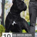 A large black dog with cropped ears stands alert beside a person. Text reads: "10 strong protective dog breeds known for fierce devotion and protection." Website "whatcanmydogeat.com" is displayed at the top.