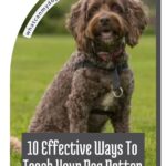 A happy, curly-haired brown dog sits on grass wearing a leash and harness. Text reads: "10 Effective Ways To Teach Your Dog Better Leash Manners." Great tips for strong protective dog breeds. A website link appears at the top.