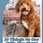 A curly-haired brown doodle dog sits on a floor in front of a brick wall. Text reads: "10 Things No One Tells You About Owning an Apartment-Friendly Large Dog." The website whatcanmydogeat.com is on the top left.