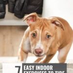 A brown and white dog looks up while standing indoors. Text reads: "7 Easy Indoor Exercises to Tire Out Your Dog" and "whatcanmydogeat.com" at the top. Perfect for apartment-friendly large dogs. Coats hang on hooks in the background.