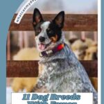 An Australian Cattle Dog sits in front of a wooden fence, with sheep in the background. Text reads: &ldquo;11 Easygoing, Cat Friendly Dogs With Fewer Health Problems Than Most.&rdquo;.