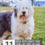 A large, shaggy dog with a long, fluffy white and gray coat stands on grassy ground. Text reads: "11 Easygoing, Cat Friendly Dogs With Coats That Look Like They Belong On Your Living Room Floor.