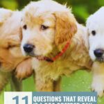 Three golden retriever puppies stand closely together outdoors, looking at the camera. Text above reads "WHATCANMYDOGEAT.COM" and below, "11 questions on how-to-find-a-responsible-dog-breeder you can trust.