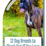 A brindle-coated Boxer stands on green grass. Text reads: "12 Dog Breeds to Check Out If You Love the Brindle Look—including easygoing, cat friendly dogs." The website whatcanmydogeat.com appears at the top.