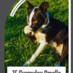A black and white dog sits on green grass, covering its nose with a paw. Text reads: "15 Everyday Smells Easygoing Cat Friendly Dogs Absolutely Hate." Website URL whatcanmydogeat.com appears at the top.