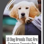A golden retriever puppy is carried by a person in a jacket. Text reads: "10 Dog Breeds That Are Common Targets for Being Stolen—and how dogs bring joy to everyday life.