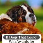 A large Saint Bernard, one of the dogs farmers rely on, looks over its shoulder with a droopy face. The background is green and blurred. Text above reads, “11 Dogs That Could Win Awards for Excessive Drooling.”.