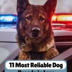 A German Shepherd sits in front of a police car with red and blue lights flashing, showing how dogs bring joy to everyday life. Text reads, "11 Most Reliable Dog Breeds in Law Enforcement.