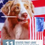 A dog holds a small American flag in its mouth, sitting before a larger U.S. flag&mdash;a reminder of how dogs bring joy to everyday life. Text reads: "WHATCANMYDOGEAT.COM" and "11 states that love their dogs enough to make it official.