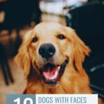 A happy golden retriever with its mouth open, sitting indoors. Text above reads &ldquo;WHATCANMYDOGEAT.COM&rdquo; and below, &ldquo;12 dogs farmers rely on with faces you just can&rsquo;t say no to.&rdquo;.
