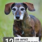 A senior dachshund with gray fur on its face, one of the dogs farmers rely on, walks through grass. Text reads: &ldquo;12 Low-Impact Exercises for Older Dogs&rdquo; and &ldquo;WHATCANMYDOGEAT.COM&rdquo; at the top.