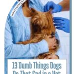A small brown dog, like the loyal dogs farmers rely on, is held by a person in a light blue shirt while a veterinarian in blue gloves examines it. Text reads, "13 Dumb Things Dogs Do That End in a Vet Visit.