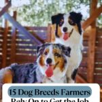 Two Australian Shepherd dogs sit in a wooden barn. Text overlay reads: "15 Dogs Farmers Rely On to Get the Job Done." The website "whatcanmydogeat.com" is displayed at the top.