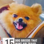 A small, fluffy, brown dog with a happy expression sits in a pet carrier. Text above reads "WHATCANMYDOGEAT.COM" and below says "15 Dog Breeds That Make Air Travel Easy&mdash;discover how dogs bring joy to everyday life.