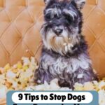 A small, scruffy dog sits on a couch surrounded by torn stuffing. Text above reads, "9 Tips to Stop Dogs From Destroying Your Furniture&mdash;including how-to-find-a-responsible-dog-breeder for guidance on well-behaved pups.