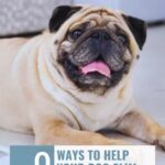 A happy, overweight pug lies on the floor with its tongue out. Text above reads “WHATCANMYDOGEAT.COM” and below says, “9 ways to help your dog slim down & how-to-find-a-responsible-dog-breeder.”.