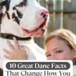 A smiling woman hugs a large, black-and-white Great Dane outdoors. Text on the image reads, "10 Great Dane Facts That Change How You See the Breed"—highlighting calm dogs with hidden needs—plus "whatcanmydogeat.com" at the top.
