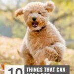 A fluffy, light brown dog runs energetically outdoors on fallen leaves with blurred autumn trees in the background. The text reads "10 Things That Can Age a Dog Faster" and "how to help your dog live longer" at the top.